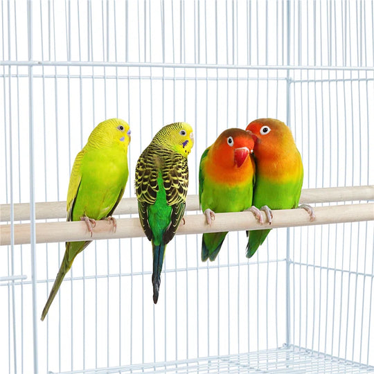 Taylorsville Iron Flat Top Table Top Bird Cage with Perch