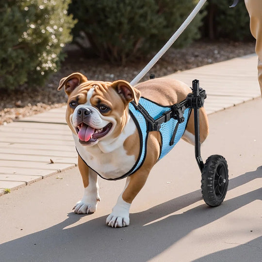 Dog Wheelchair for Back Legs, Adjustable 2 Wheels Pet Wheelchair, Lightweight Dog Cart with Shock-Absorbing Wheels, Mobility Support Wheel Chair for Disabled Injured Dogs up to 22Lbs, Small