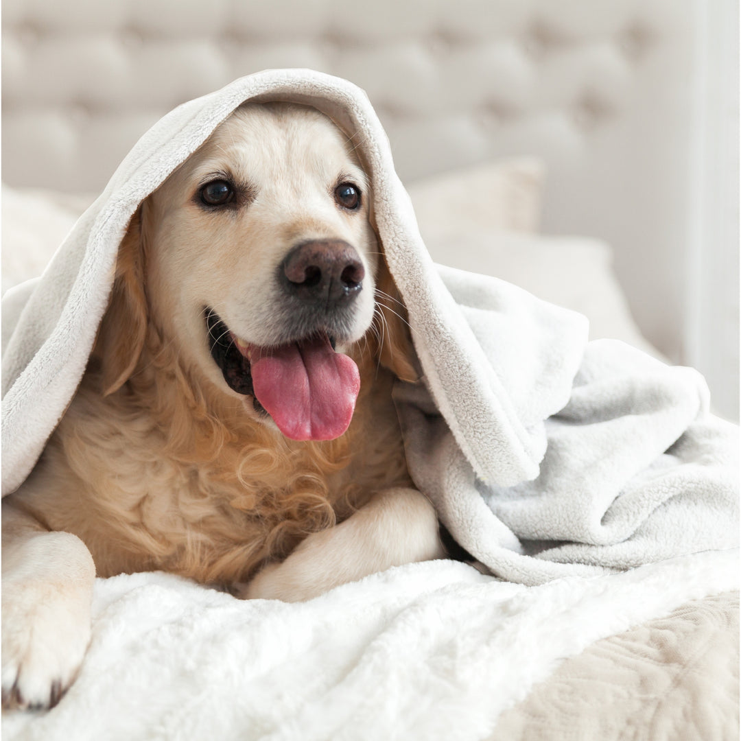 Microfleece Blanket Soft, Lightweight, Plush All-Season Throw