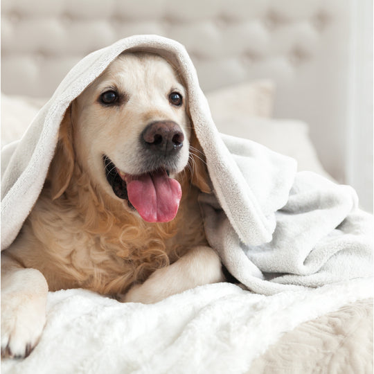 Microfleece Blanket Soft, Lightweight, Plush All-Season Throw